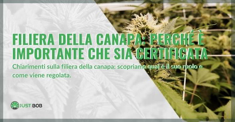 Filiera della canapa: perché è importante che sia certificata