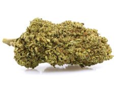 fleur de white widow cannabis cbd 