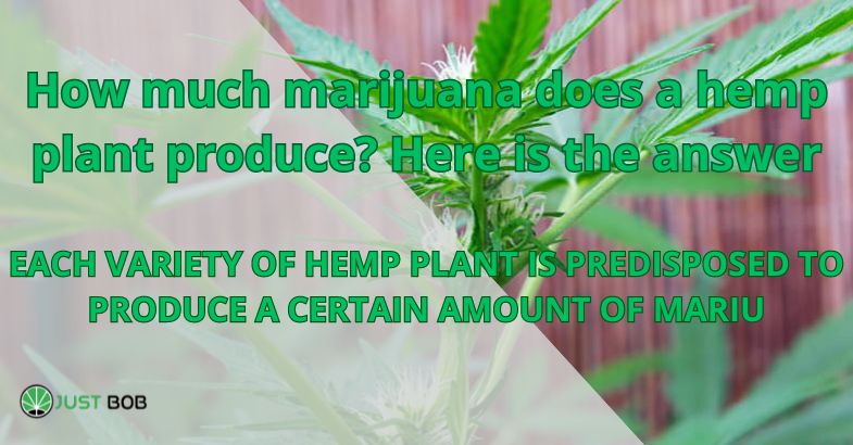 How much marijuana does a hemp plant produce?