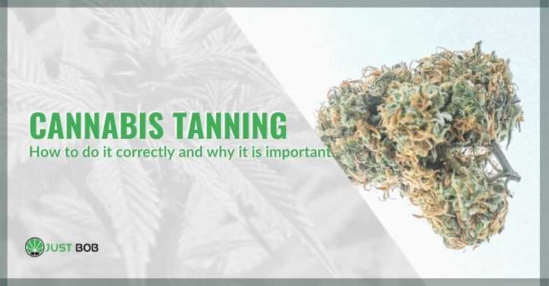 the Cannabis tanning