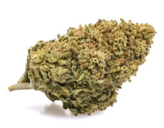 infiorescenza di cannabis light Mango Haze 