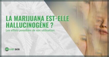 Marijuana et effets hallucinogenes