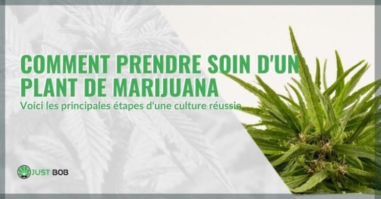 Comment prendre soin d'une plante de marijuana