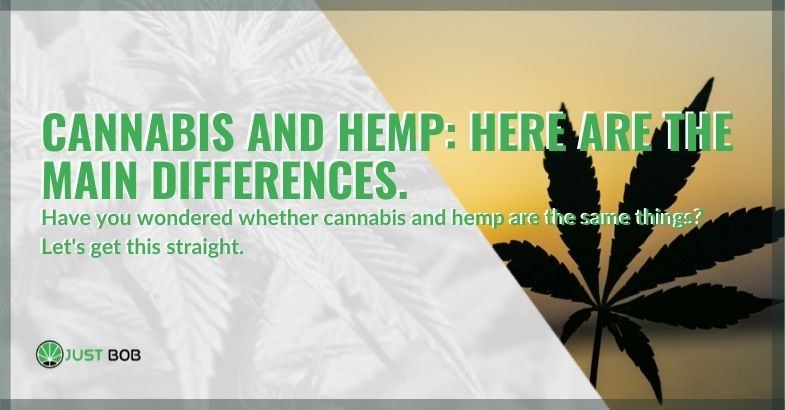 Cannabis and hemp: here are the main differences