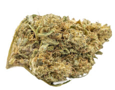 master kush cbd gras 
