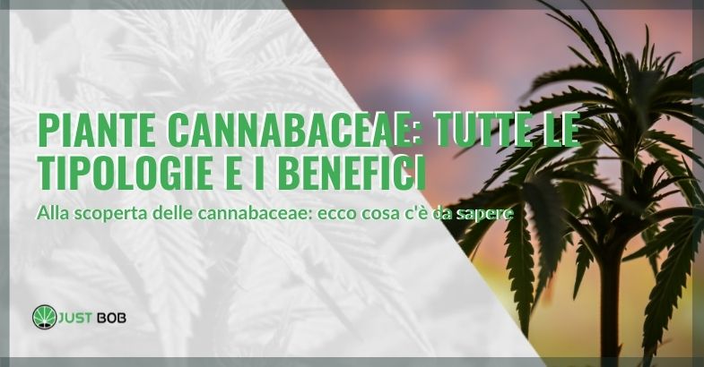 Benefici delle piante cannabaceae