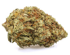 sweet berry small cbd gras 