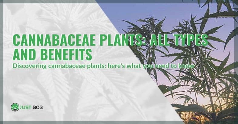 Cannabaceae plants: all types and benefits
