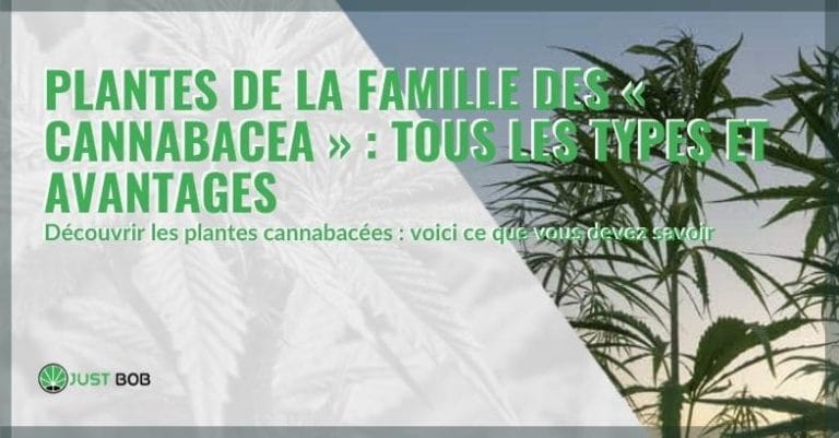 Plantes de la famille des «cannabacea»: tous les types et avantages