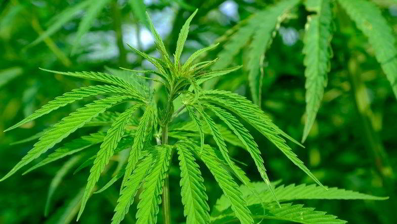 Cannabis and hemp: differences