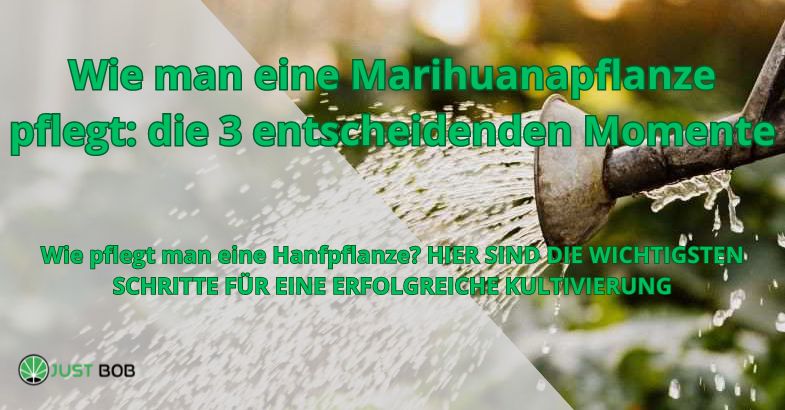 Wie man eine Marihuanapflanze pflegt