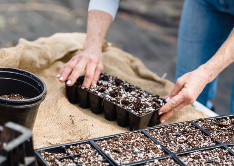 Growing marijuana