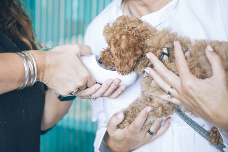 Wie Sie Ihren Hund nach der Einnahme von Haschisch stabilisieren können