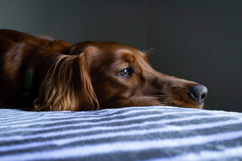 Ist haschisch schädlich für hunde?