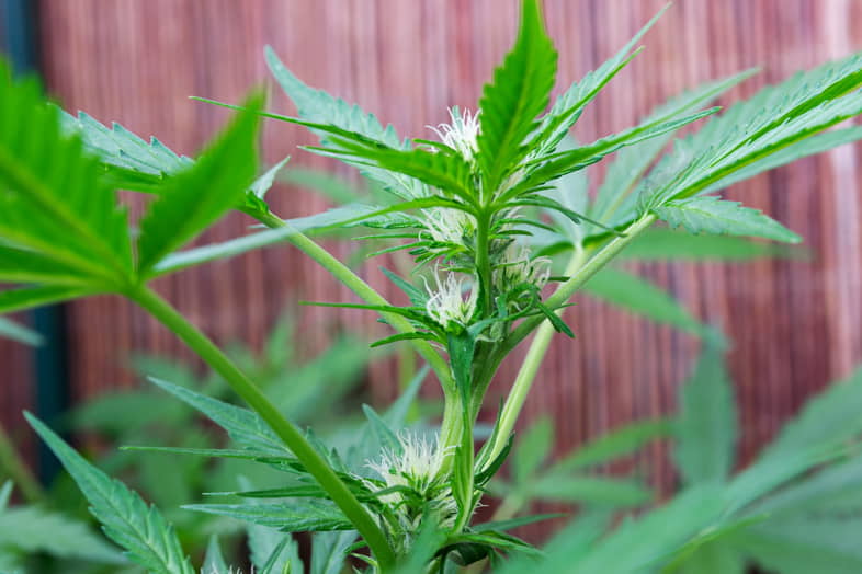 Piantina di cannabis in crescita