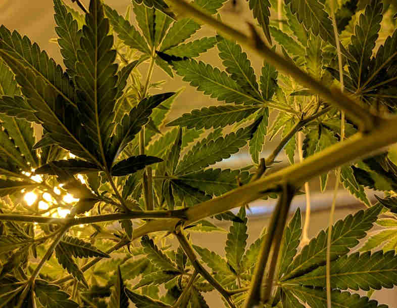 Vous pouvez fumer les feuilles de cannabis