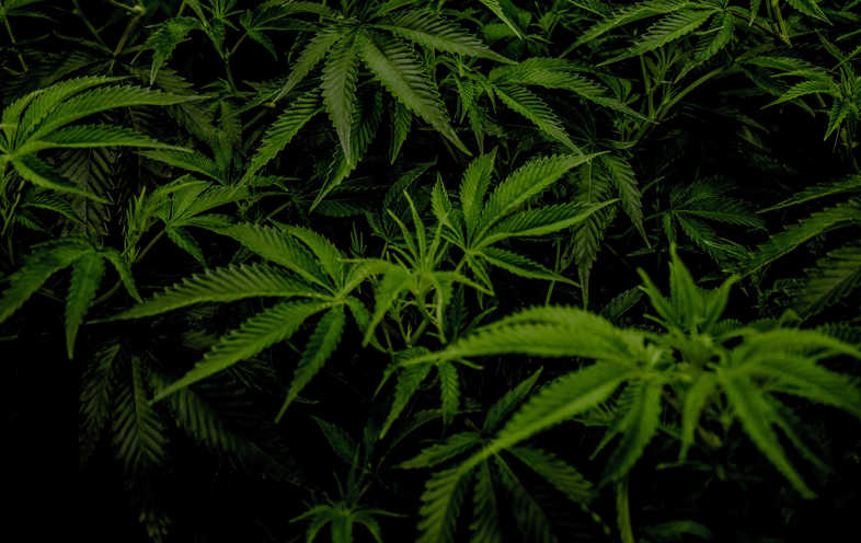 Que font les bourgeons de marijuana ?