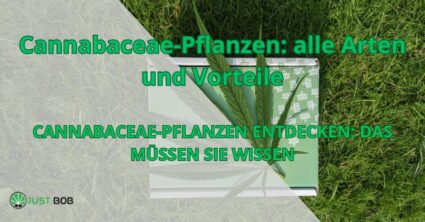 Cannabaceae-Pflanzen: alle Arten und Vorteile