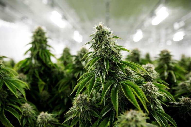 Foto di piante di cannabis indoor