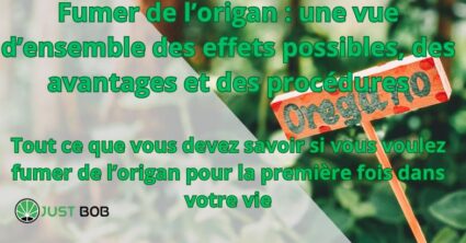 Fumer de l’origan : une vue d’ensemble des effets possibles, des avantages et des procédures