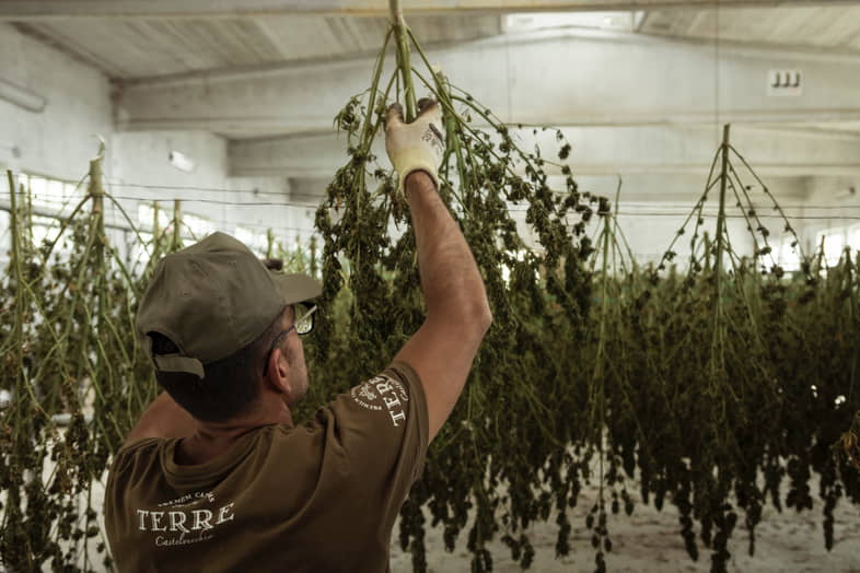 How to dry and tan cannabis correctly