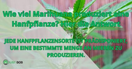 Wie viel Marihuana produziert eine Hanfpflanze?