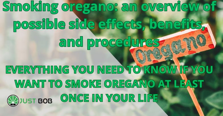 Smoking oregano: an overview of possible side effects, benefits, and procedures