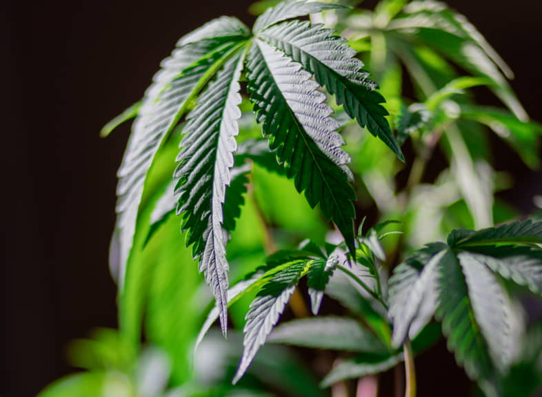 Wie wird CBD-Cannabis verwendet?
