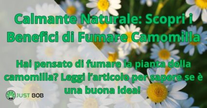 Calmante Naturale: Scopri i Benefici di Fumare Camomilla