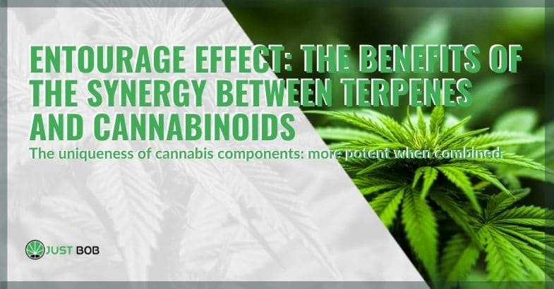 Entourage effect: the benefits of the synergy between terpenes and cannabinoids