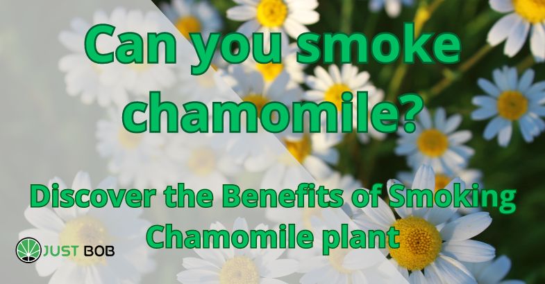 Can you smoke chamomile?