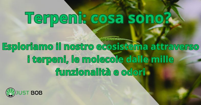 Scopri cosa sono i terpeni