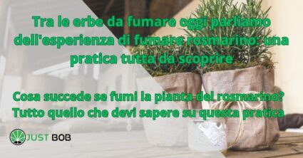 Tra le erbe da fumare oggi parliamo dell’esperienza di fumare rosmarino