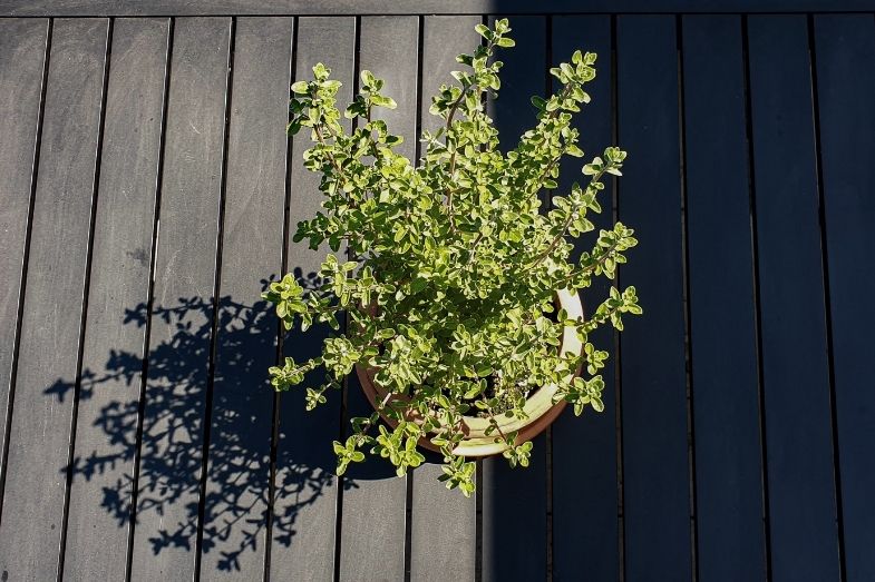 Überblick über Rauchkräuter: Oregano rauchen