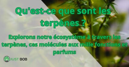 Qu’est-ce que sont les terpènes ?