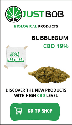 Bubblegum-CBD-buds-pack-with-19%-CBD