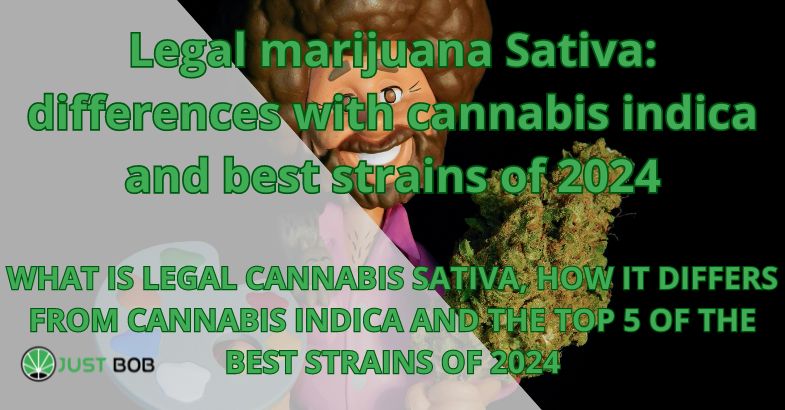 Legal marijuana Sativa: differences with cannabis indica and best strains of 2024