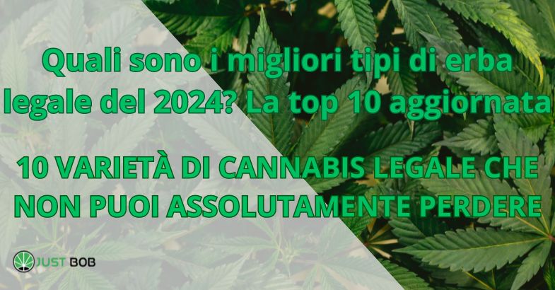 Quali sono i migliori tipi di erba legale del 2024?