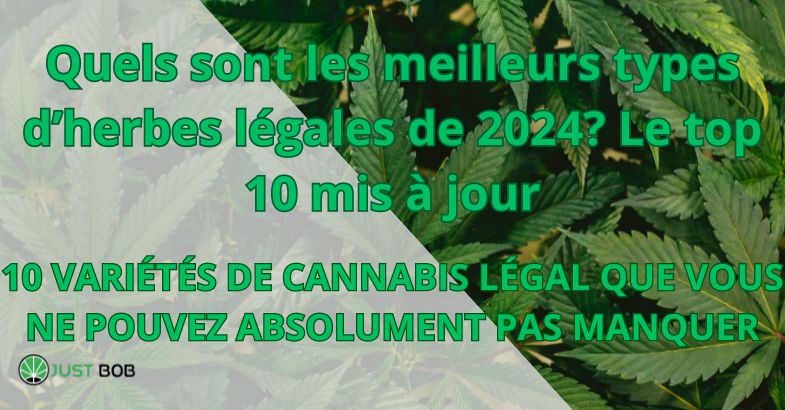 Quels sont les meilleurs types d’herbes légales de 2024?