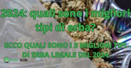 2024: quali sono i migliori tipi di erba?