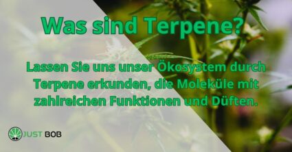 Was sind Terpene?