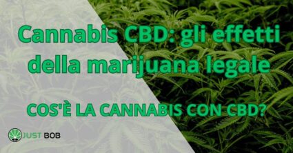 Cannabis CBD: gli effetti della marijuana legale