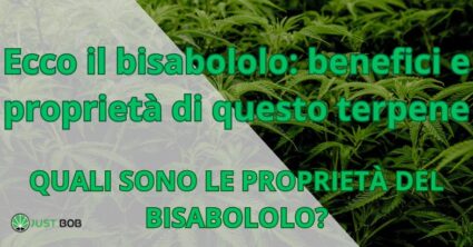 Ecco il bisabololo: benefici e proprietà di questo terpene