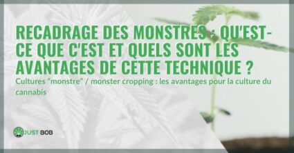 Cannabis et monster cropping: avantages et inconvénients de cette technique