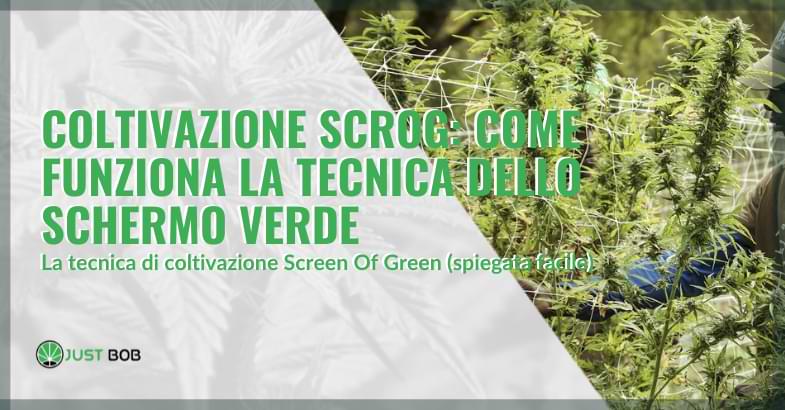 Coltivazione ScrOG: come funziona la tecnica dello schermo verde