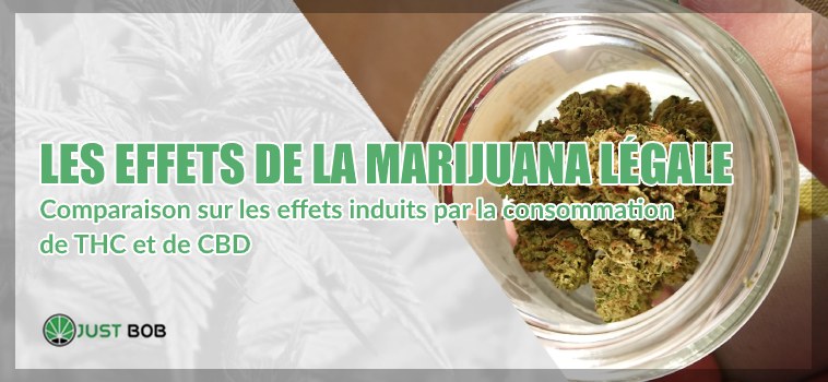 Cannabis CBD: les effets de la marijuana légale