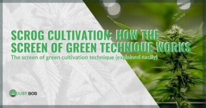 SCROG cultivation: how the screen of green technique works