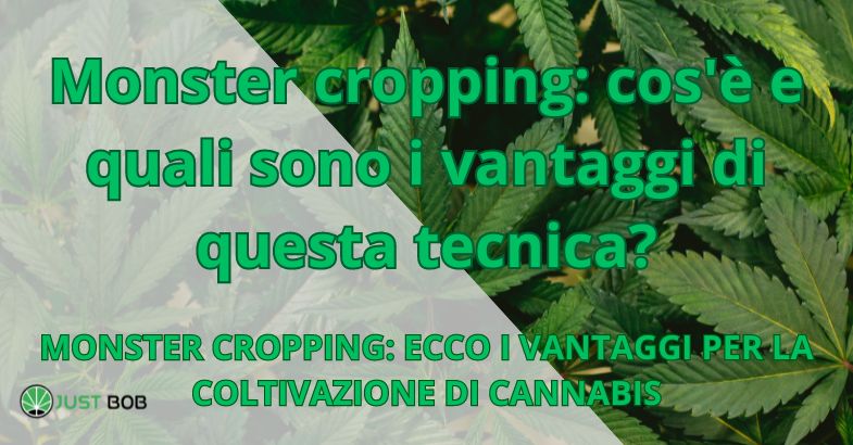 Monster cropping: cos'è e quali sono i vantaggi di questa tecnica?