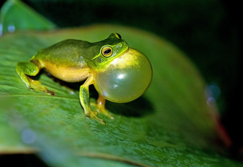 Rimedi naturali per il mal di gola da fumo