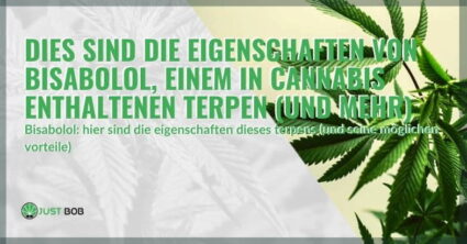 Dies sind die Eigenschaften von Bisabolol, einem in Cannabis enthaltenen Terpen